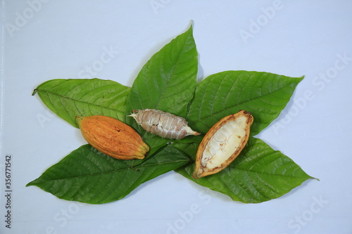 Fresh ripe cocoa fruit and seeds with leaves isolated on white