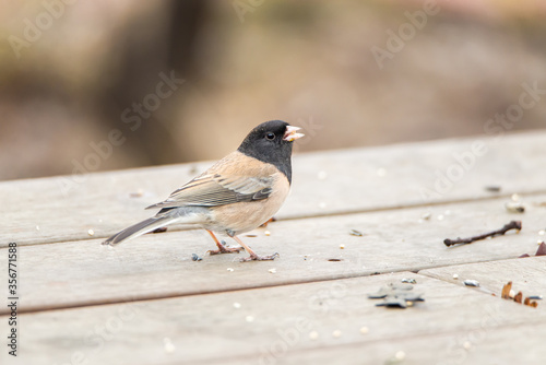 Brown-backed dark-eyed junco sparrow, Junco hyemalis, aka Oregon junco photo