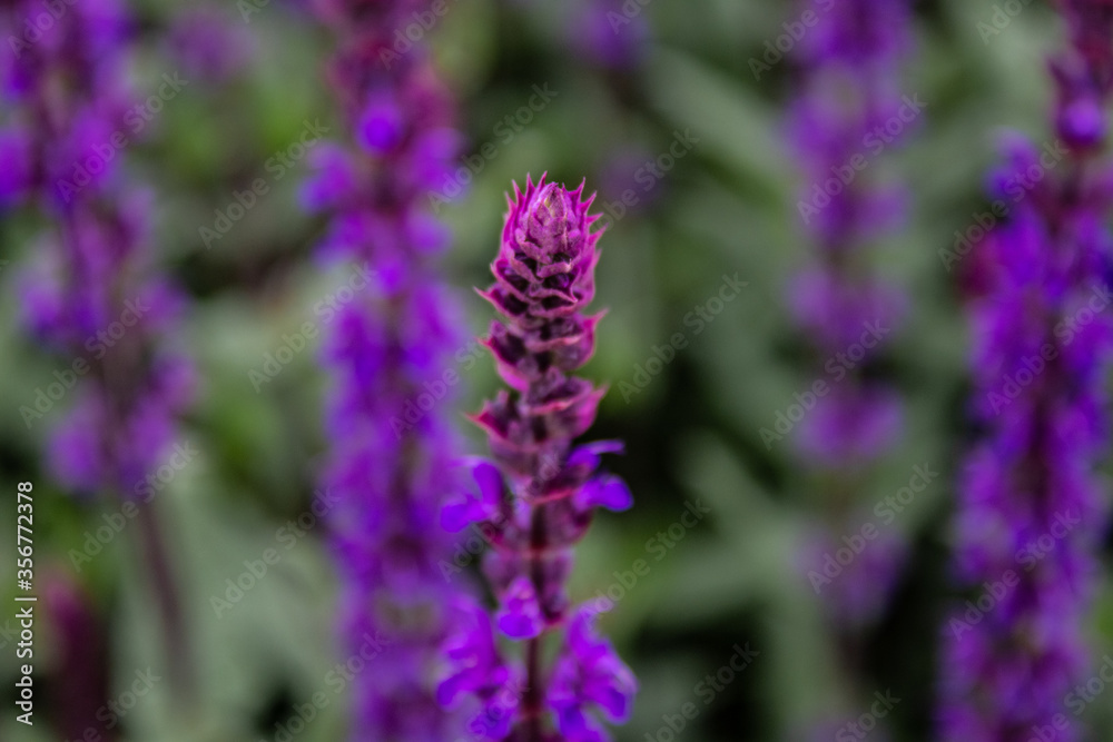 Fototapeta premium lavender flowers in the garden
