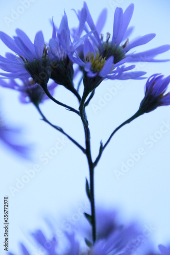 Fototapeta Naklejka Na Ścianę i Meble -  紫苑