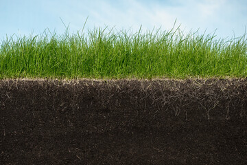 Green section of a grass with the soil and roots under blue sky