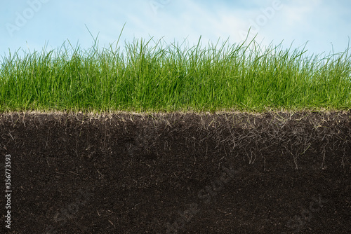Fototapeta Naklejka Na Ścianę i Meble -  Green section of a grass with the soil and roots under blue sky