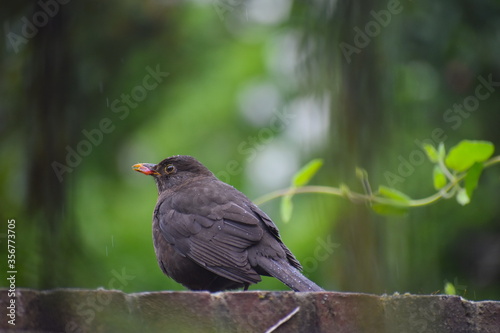 Common male blackbird in west London patio garden on a rainy day It is the most numerous breeding bird in the British Isles for its adaptability It is equally at home in city park or remote Welsh wood