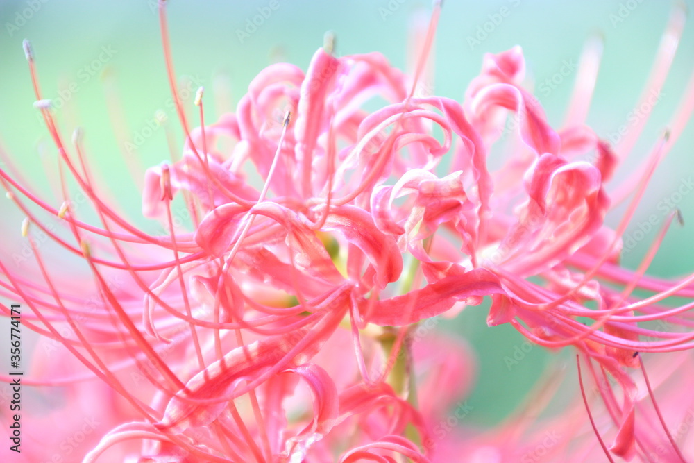 彼岸花
