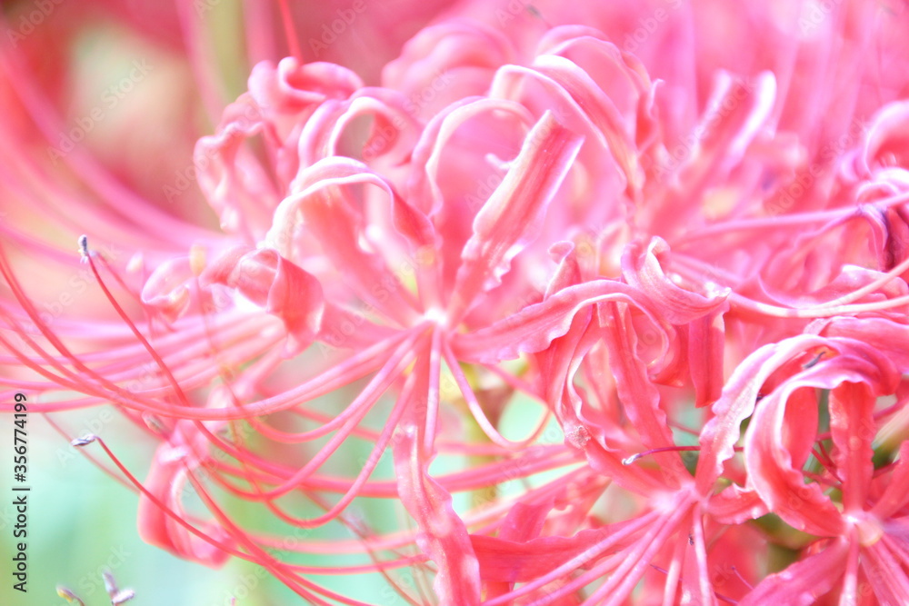 彼岸花
彼岸花