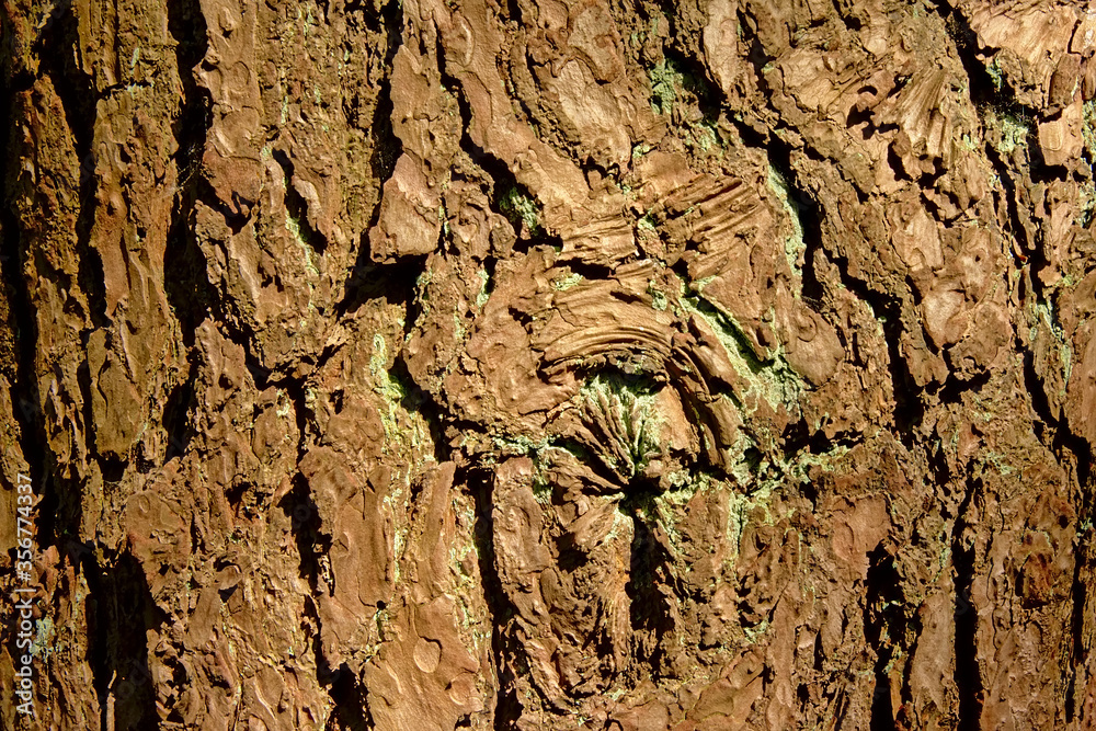 Oak tree bark close-up background. Oak tree bark close-up background.