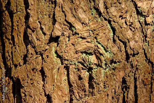 Oak tree bark close-up background.