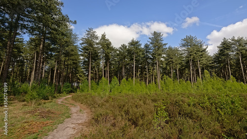 Hiking path through a spruce forest in Kalmthout heath.