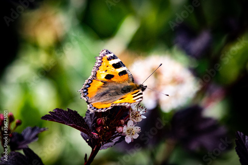 butterfly on a flower photo