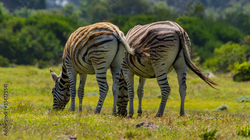 Zebras grazing in South Africa.