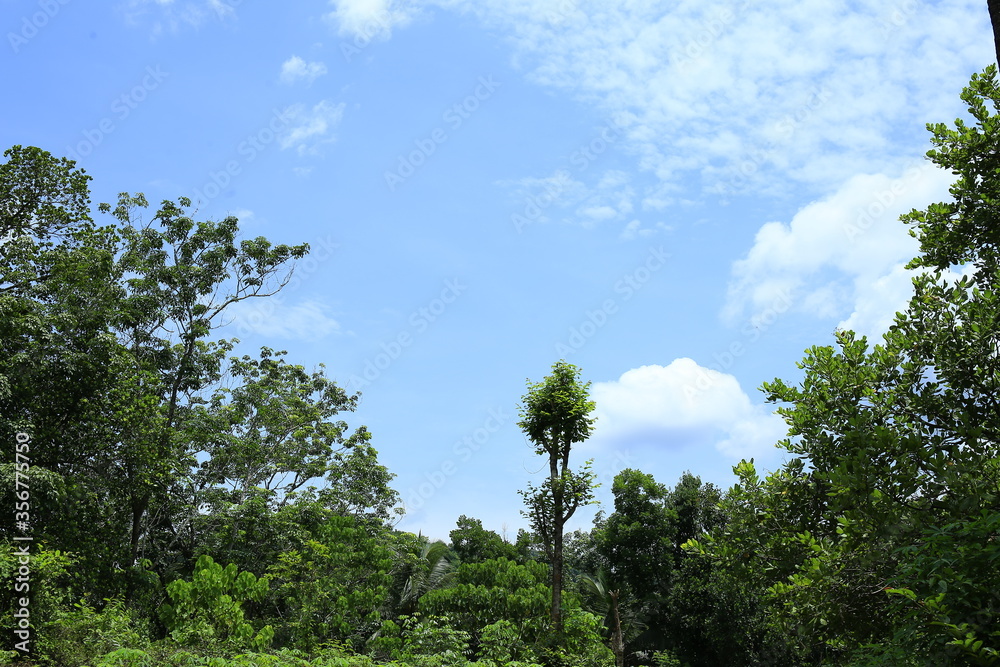 Beautiful sky with trees,palm trees and white clouds