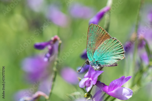 Lycaenidae / Zümrüt / / Callophrys rubi