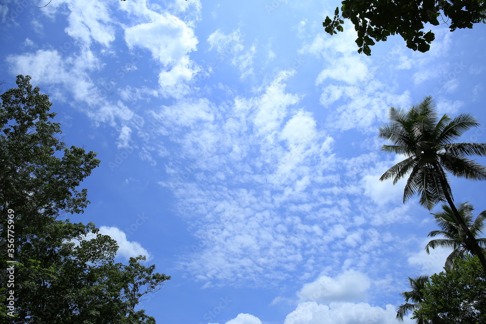 Beautiful sky with trees,palm trees and white clouds Beautiful sky with trees,palm trees and white clouds