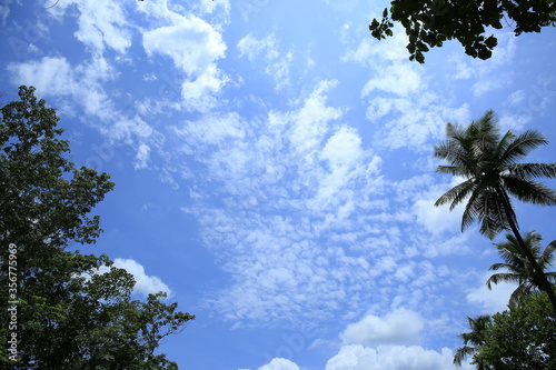 Beautiful sky with trees,palm trees and white clouds