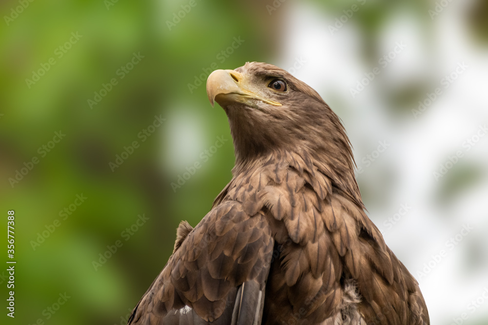 Fototapeta premium Golden eagle with yellow beak head close-up on blurry natural background. Powerful bird profile in wild life
