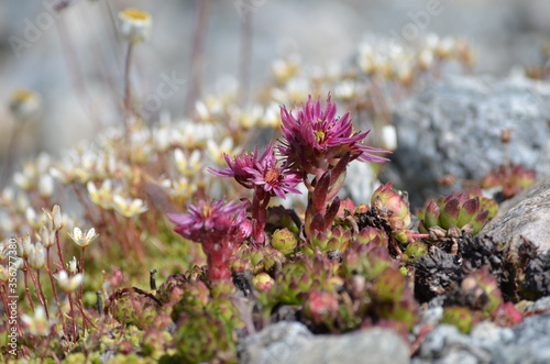 Mountain Houseleek - french alps photo