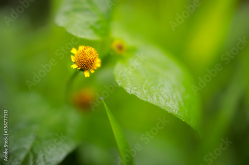 Spilanthes acmella is an important medicinal plant, found in tropical and subtropical countries mainly India and South America.(Scientific name: Acmella oleracea )