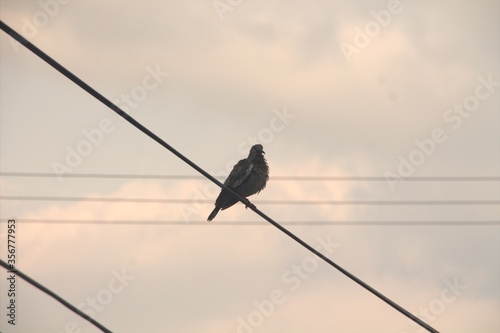 bird on a wire © ingrid