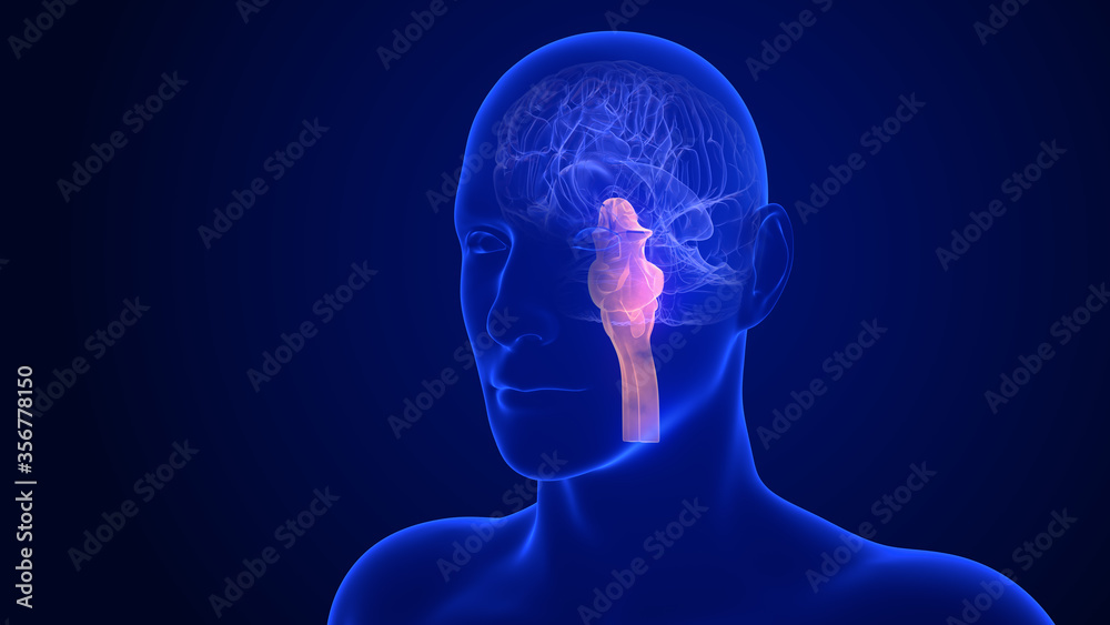 Fototapeta premium Brain Anatomy - Stem. 3d rendering brainstem