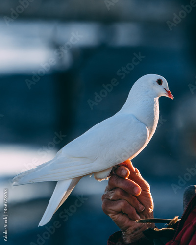 pigeon on the hand