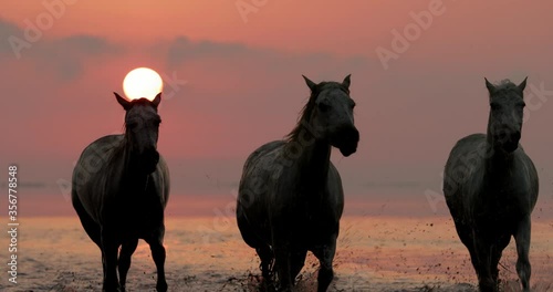 Slow motion shot of horses wading while splashing water in sea against orange sky at sunset - Camargue, France