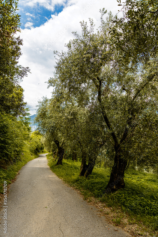 Fototapeta premium Landschaft vom Gardasee in Italien, Wanderweg in Torbole am Gardasee ohne Leute waehrend der , Hiking trail in Torbole on Lake Garda without people during the time with covid 19, with olive trees