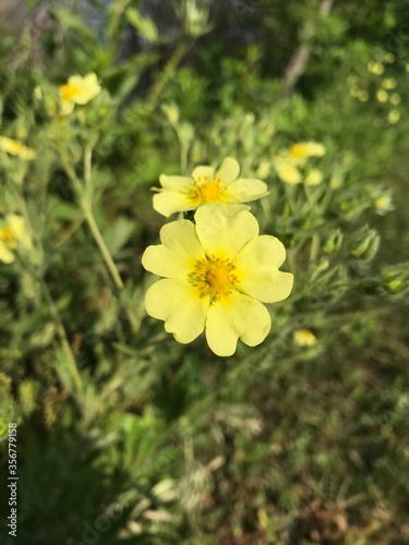 A single light yellow wild flower