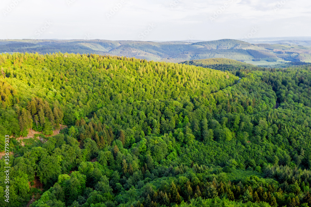 a forest landscape in the evening from above