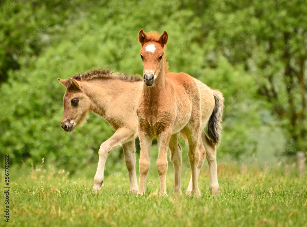 Two cute and awesome little foals of Icelandic horses, a chestnut and a dun coloured one, are playing and grooming together and practice social learning, interaction and behavior in a herd Two cute and awesome little foals of Icelandic horses, a chestnut and a dun coloured one, are playing and grooming together and practice social learning, interaction and behavior in a herd