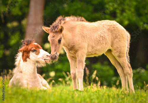 Bild auf Leinwand Two cute and awesome little foals of Icelandic horses, a skewbald and a duncolor