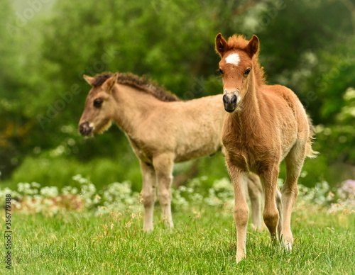 Two cute and awesome little foals of Icelandic horses, a chestnut and a dun coloured one, are playing and grooming together and practice social learning, interaction and behavior in a herd