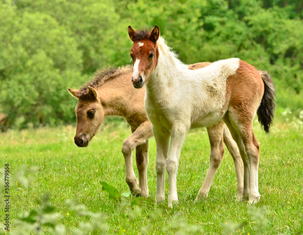 Two cute and awesome little foals of Icelandic horses, a skewbald and a duncolored one, are playing and grooming together and practice social learning, interaction and behavior in a herd Two cute and awesome little foals of Icelandic horses, a skewbald and a duncolored one, are playing and grooming together and practice social learning, interaction and behavior in a herd