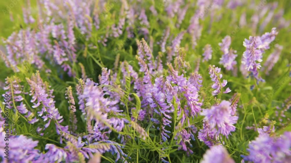 Beautiful meadow flowers of purple in the field in the evening with a strong wind on nature outside the city, herbs and spices close-up, side view, background with warm color correction Beautiful meadow flowers of purple in the field in the evening with a strong wind on nature outside the city, herbs and spices close-up, side view, background with warm color correction