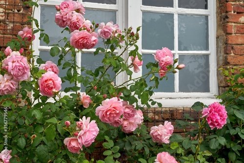 Blooming roses in front of a window