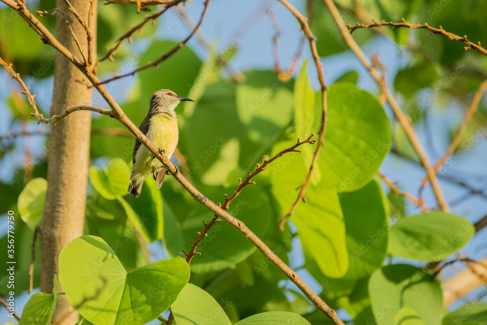 Purple rumped Sunbird (Leptocoma zeylonica) perched on a tree with bright green leaves. Purple rumped Sunbird (Leptocoma zeylonica) perched on a tree with bright green leaves.