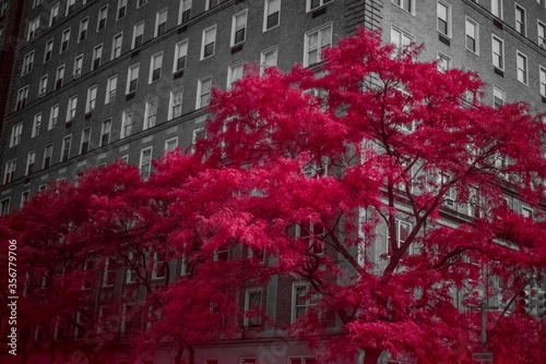red tree © cafera13