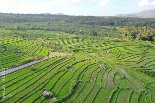 Bali Indonesia valley view of rice Terraces