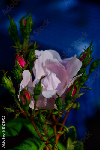 Beautiful pink rose flower close-up
