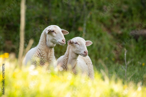 Two lambs.