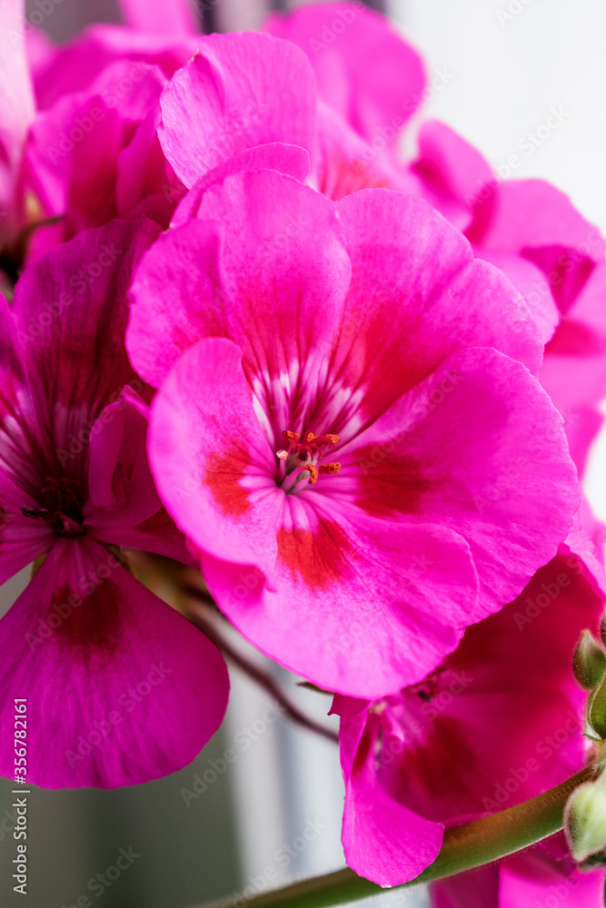 Bright pink geranium flowers close-up.Selective focus with shallow depth of field. Bright pink geranium flowers close-up.Selective focus with shallow depth of field.