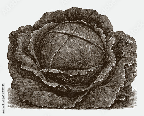Early flat head cabbage cultivar, after a historical engraving from the early 20th century