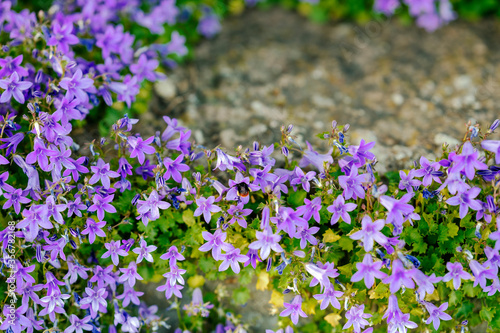 Quadro su tela Shot of purple tinkerbell flowers with a rather strong bokeh and one bumblebee i