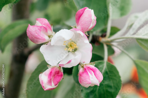 Pink and white apple tree flowers close up.Spring concept.Selective focus with shallow depth of field.