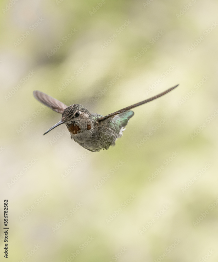Fototapeta premium Anna's Hummingbird 7897