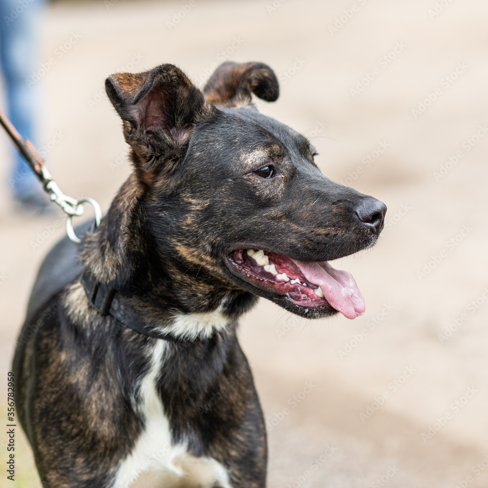 Half-breed dog of black with white on a leash. Half-breed dog of black with white on a leash.
