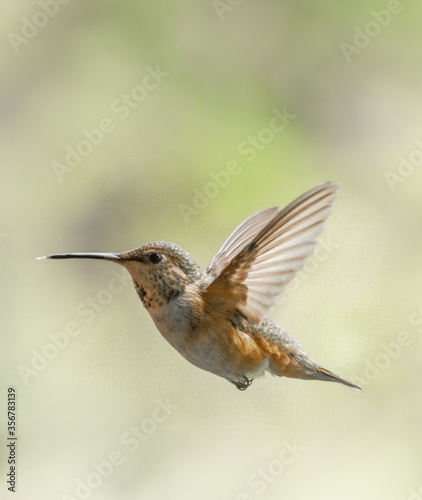 Rufous Hummingbird 9650 © b2bjacks
