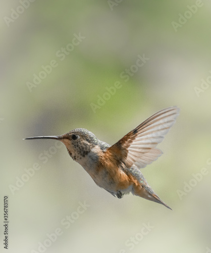 Rufous Hummingbird 9662