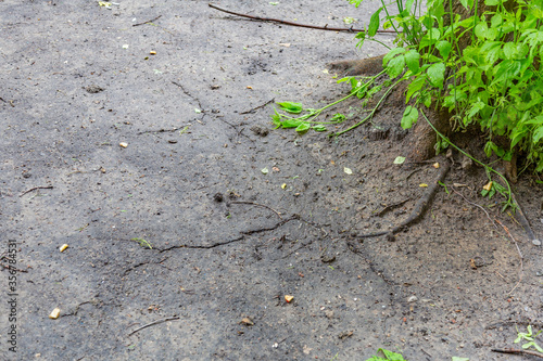 Deep crack in the soil near the root system of a perennial deciduous tree photo