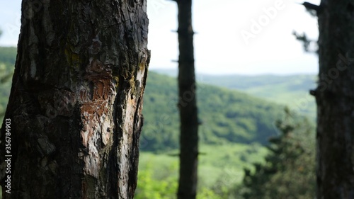 tree in the woods