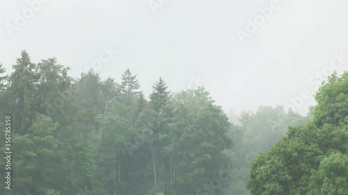 Forest Trees In Fog